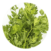 cultivar cilantro en casa